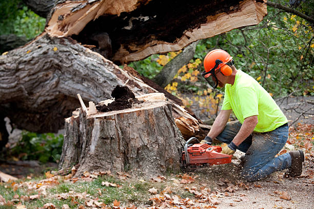 The Steps Involved in Our Tree Care Process in Fulda, MN